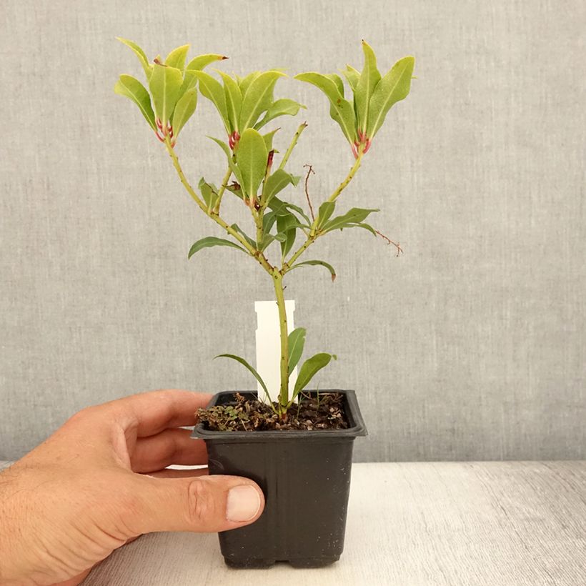 Pieris japonica Forest Flame en godet de 9cm sample as delivered in summer