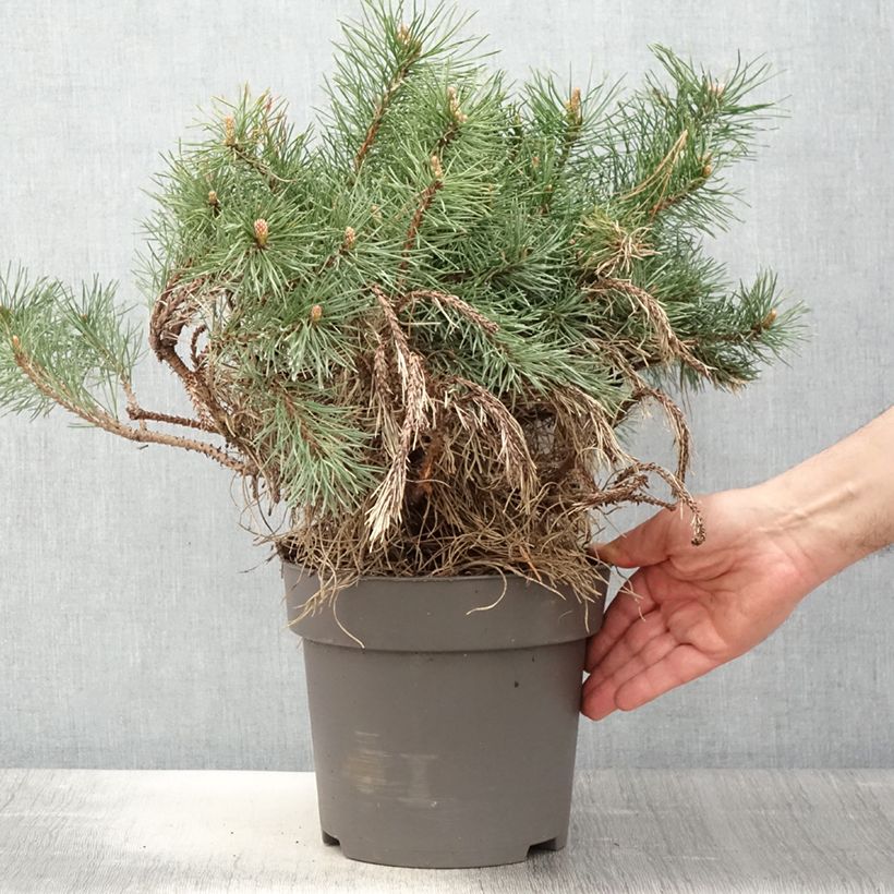 Pinus mugo subsp. uncinata - Dwarf Mountain Pine EachShipped height around 25/30cm sample as delivered in spring