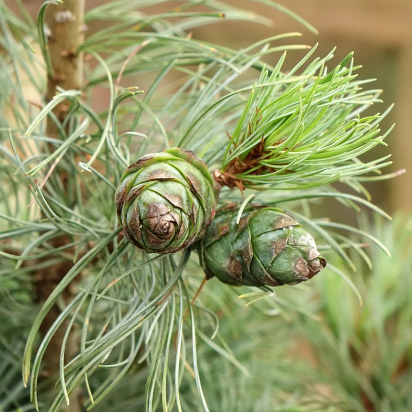 Pinus parviflora Bergman - Japanese White Pine (Harvest)