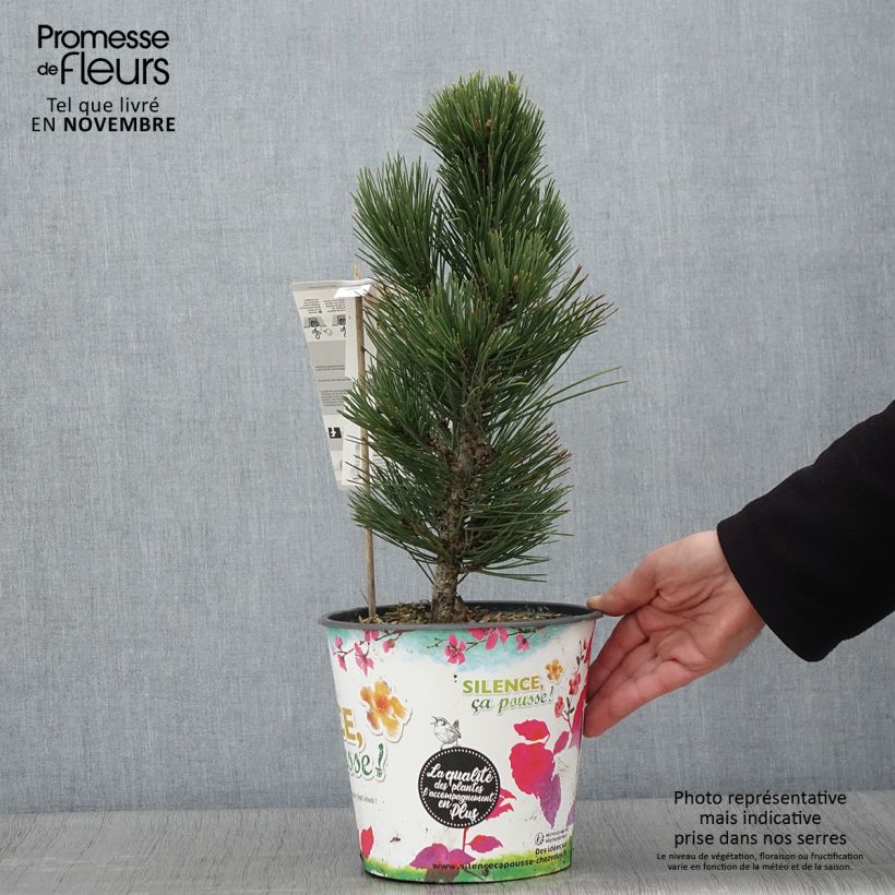 Pin de bosnie - Pinus heldreichii (leucodermis) Compact Gem en pot de 4L/5L sample as delivered in autumn