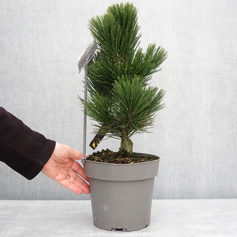 Pinus heldreichii Little Dracula - Bosnian Pine 4L/5L potShipped height around 25/30cm sample as delivered in winter