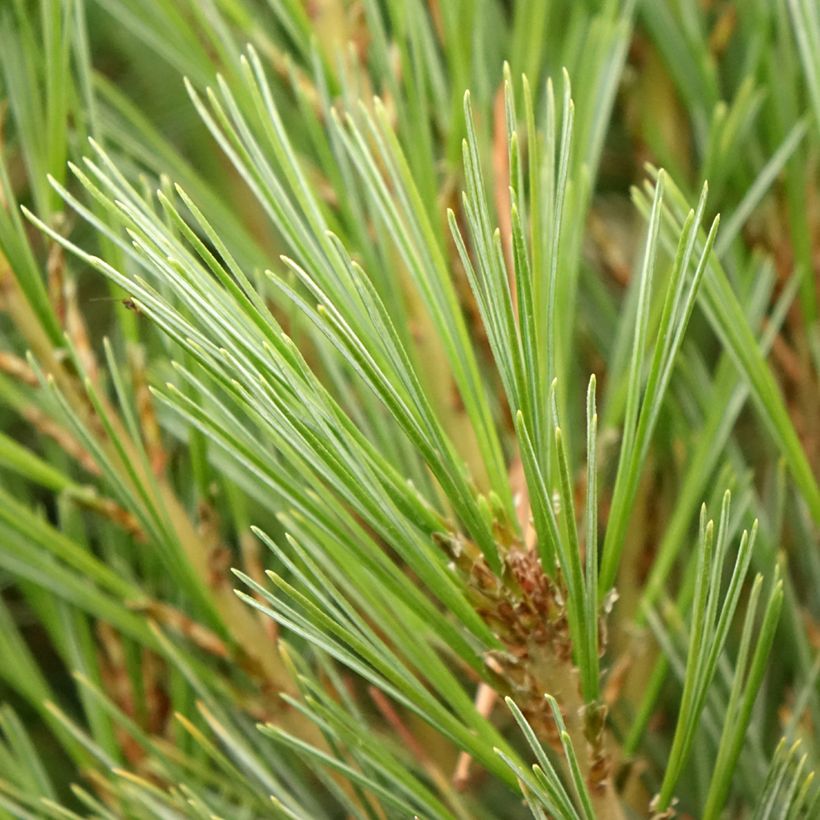 Pinus wallichiana Densa Hill - Bhutan Pine (Foliage)