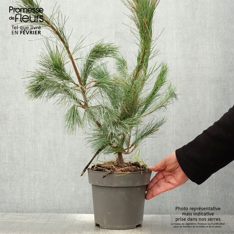 Pin de l'Himalaya - Pinus wallichiana Densa Hill - Pot de 3L/4L sample as delivered in winter