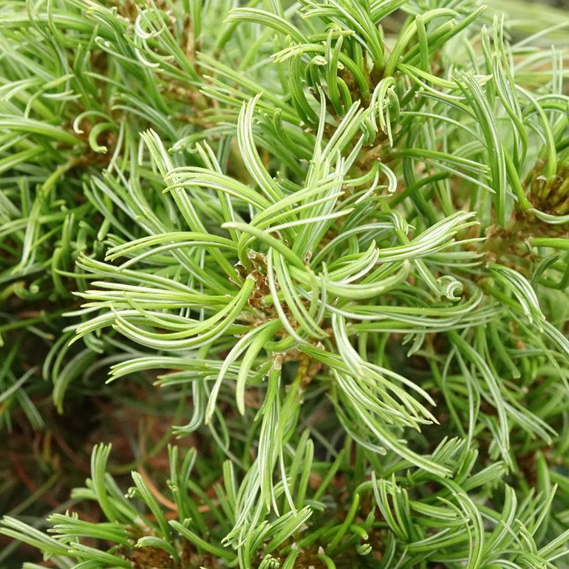 Pinus strobus Green Twist - Eastern White Pine (Foliage)