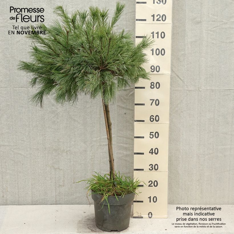 Pin de Weymouth nain - Pinus strobus Mary Butler - Pot de 7,5L/10L sample as delivered in autumn