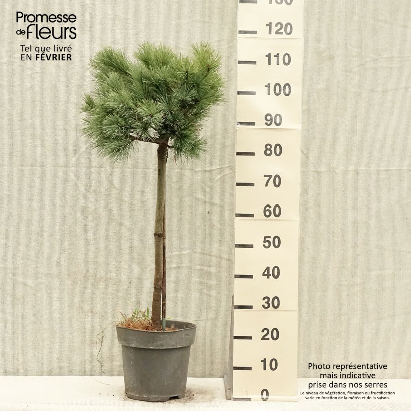 Pin de Weymouth nain - Pinus strobus Mary Butler - Pot de 7,5L/10L sample as delivered in winter