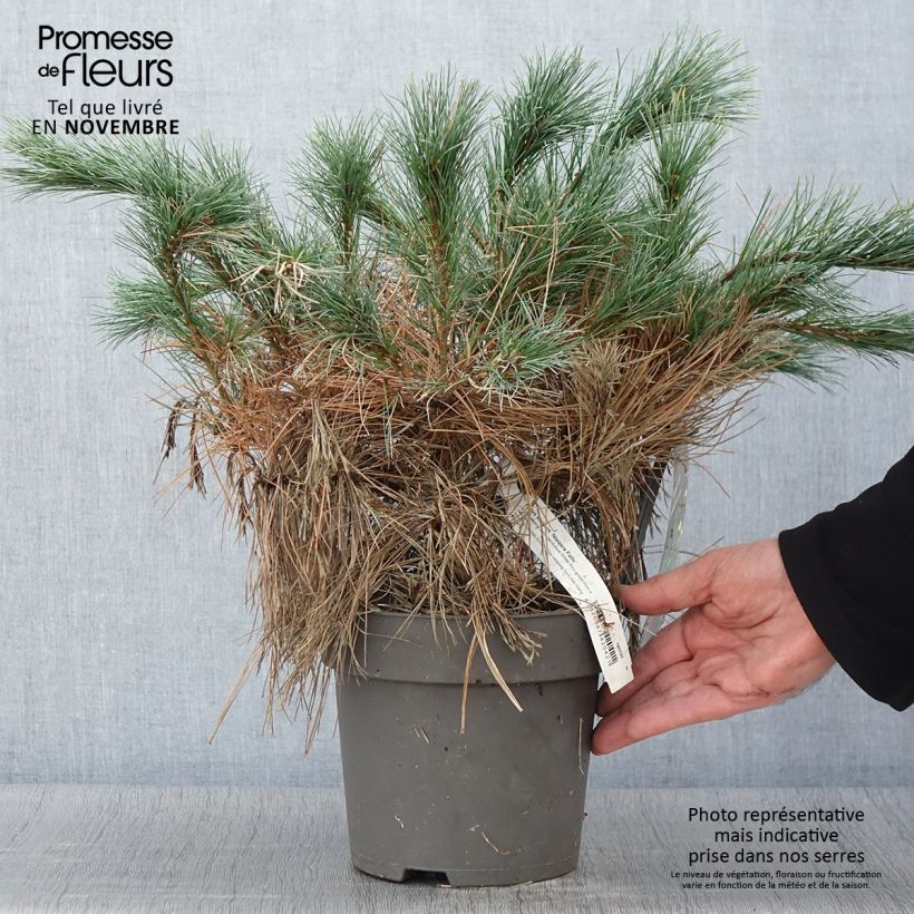 Pin de Weymouth nain - Pinus strobus Niagara Falls - Pot de 3L/4L sample as delivered in autumn