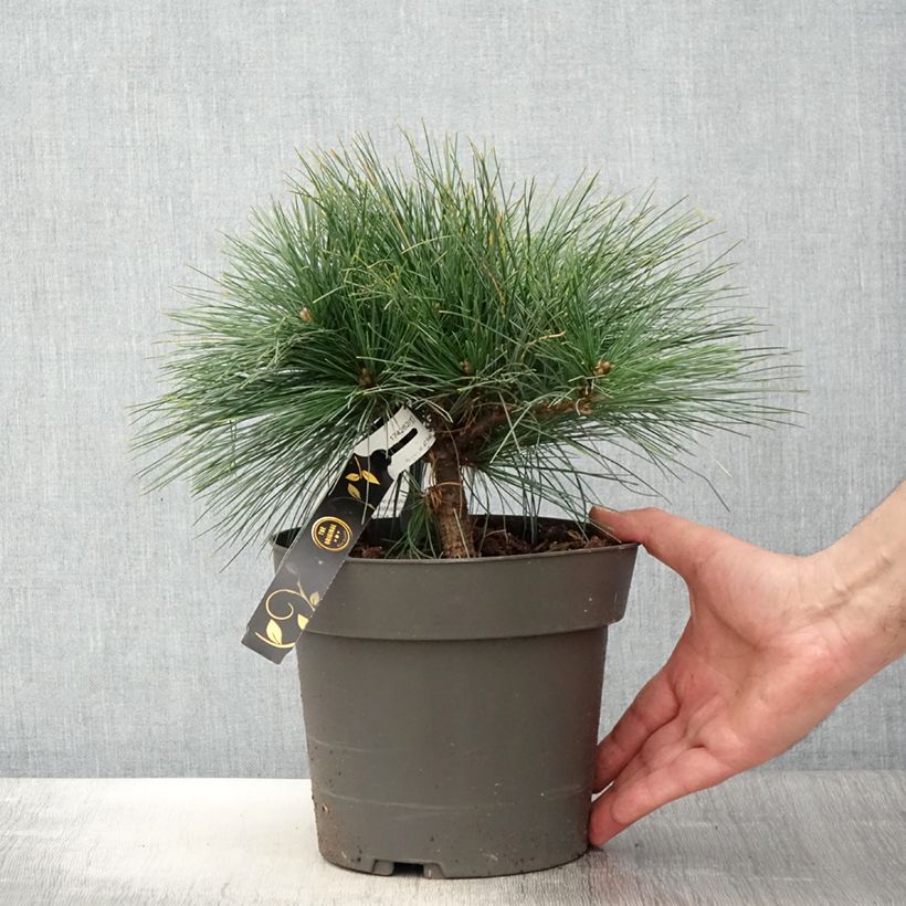 Pinus strobus Niagara Falls - Eastern White Pine 3L/4L pot sample as delivered in spring