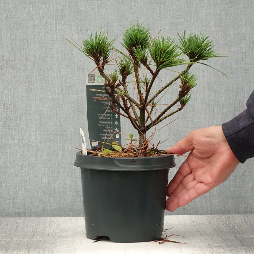 Pinus strobus Radiata - Eastern White Pine 3L/4L potShipped height around 25/30cm sample as delivered in summer