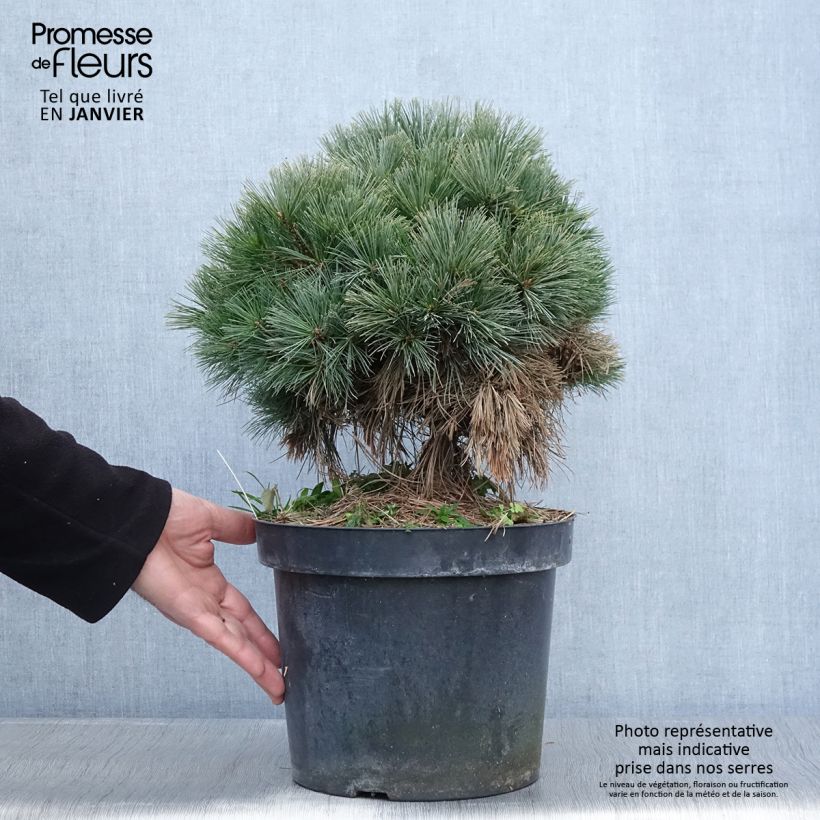 Pin de Weymouth - Pinus strobus Ontario                        Pot de 7,5L/10L sample as delivered in winter