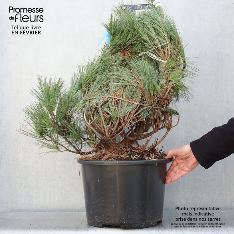 Pin de Weymouth - Pinus strobus Secrest - Pot 15L sample as delivered in winter