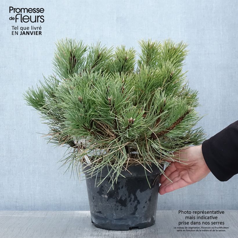 Pin noir nain - Pinus nigra Nana en pot de 4L/5L sample as delivered in winter