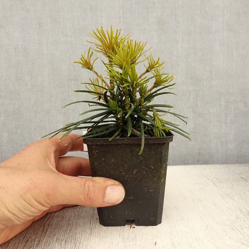 Sciadopitys verticillata 8/9 cm pot sample as delivered in spring