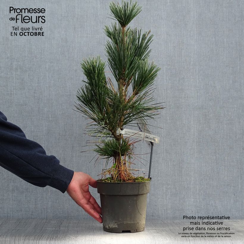 Pin - Pinus flexilis Vanderwolf's Pyramid en pot de 2L/3L sample as delivered in autumn