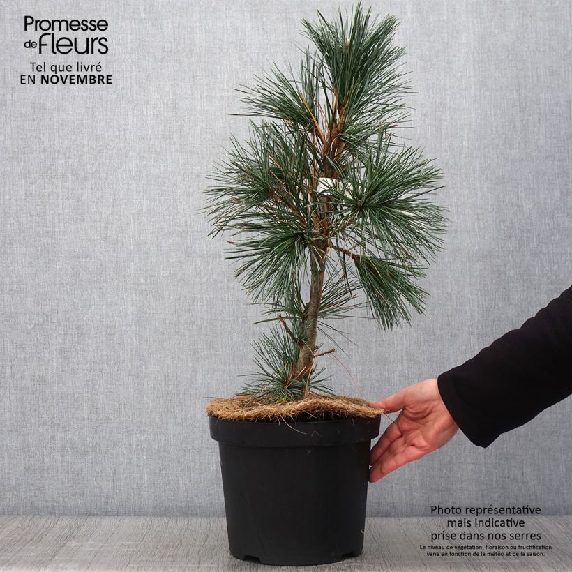 Pin - Pinus flexilis Vanderwolf's Pyramid en pot de 7,5l/10l sample as delivered in autumn