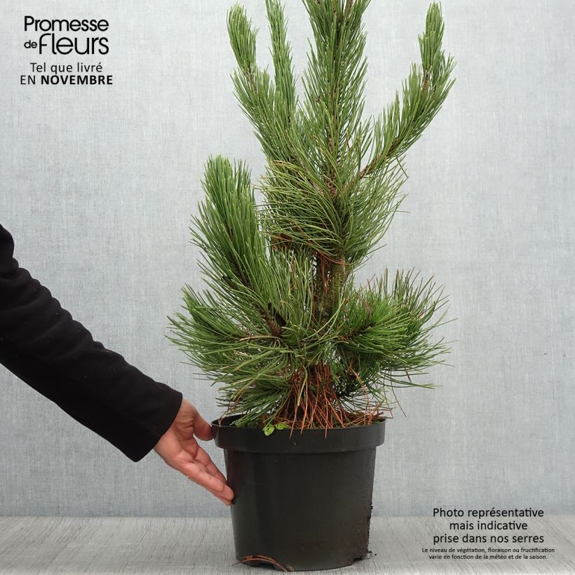 Pin - Pinus heldreichii Satellit Pot de 7,5L/10L sample as delivered in autumn