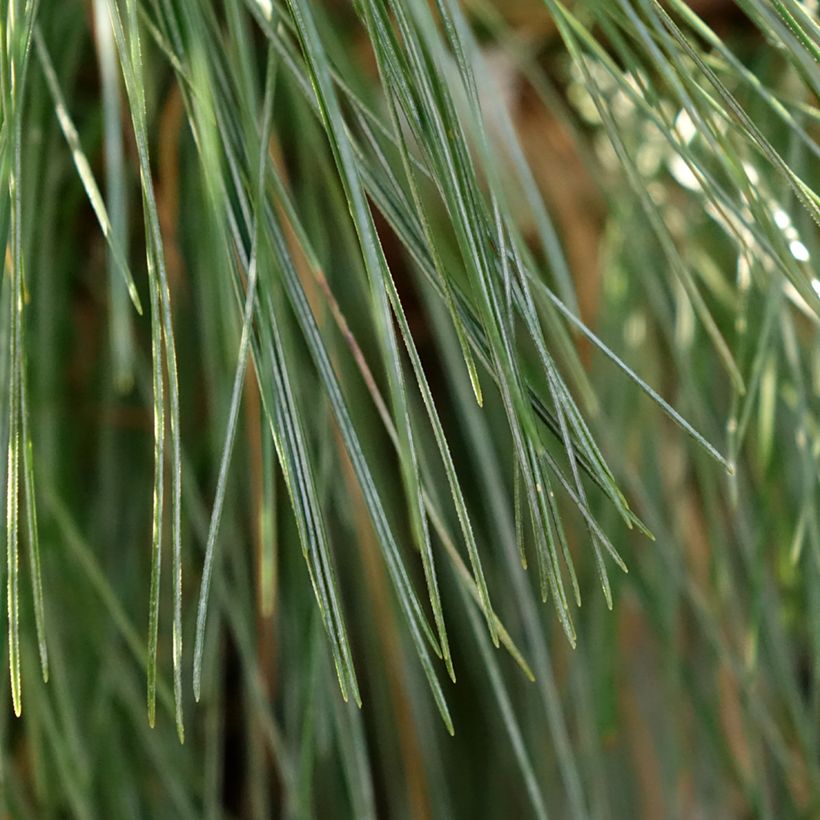 Pinus schwerinii Wiethorst (Foliage)