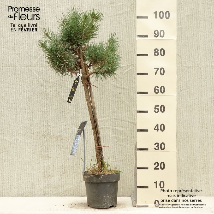 Pin sylvestre nain - Pinus sylvestris Chantry Blue - Pot de 4L/5L sample as delivered in winter