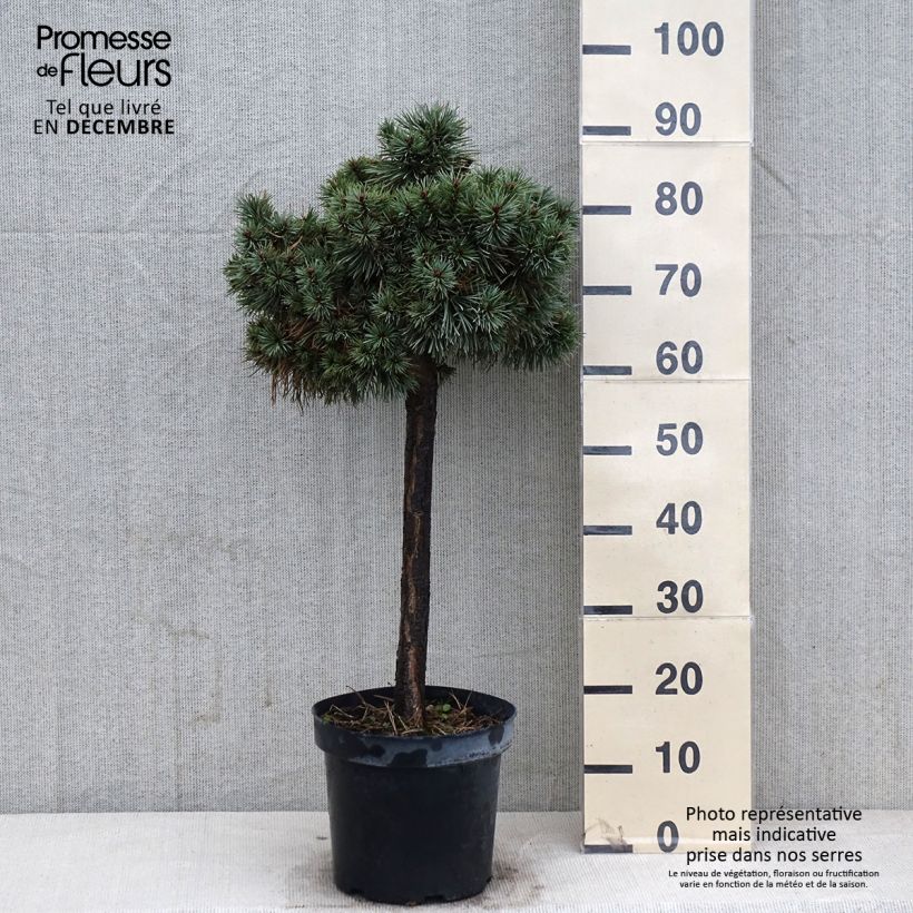 Pin sylvestre nain - Pinus sylvestris Doone Valley Pot de 7,5L/10L sample as delivered in autumn