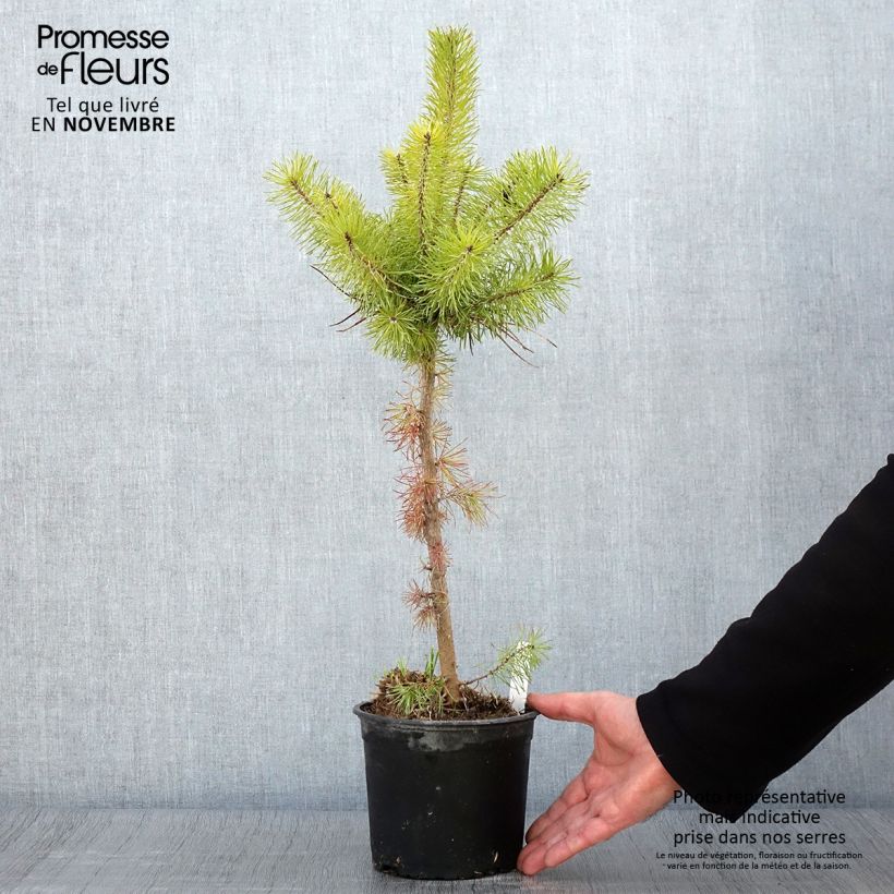 Pin sylvestre - Pinus sylvestris en pot de 2/3L sample as delivered in autumn