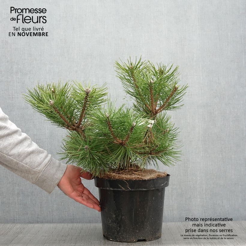 Pinus densiflora Jane Kluis - Japanese Red Pine sample as delivered in autumn