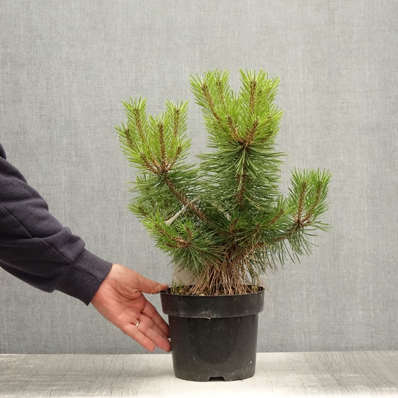 Pinus densiflora Jane Kluis - Japanese Red Pine 2L/3L potShipped height around 15/20cm sample as delivered in summer