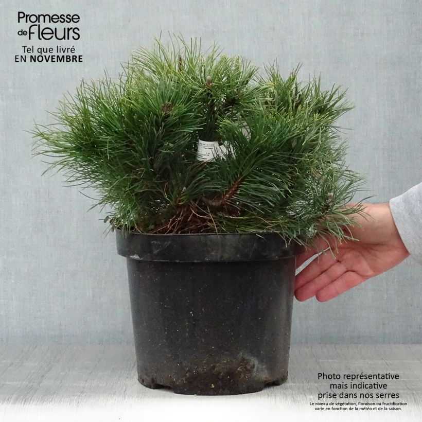 Pinus mugo pumilio - Pot de 7,5L sample as delivered in autumn