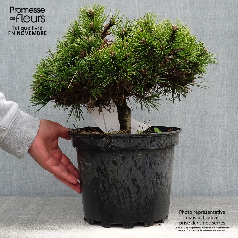 Pinus nigra Agnes Brégeon - Pin noir  Pot de 6L sample as delivered in autumn