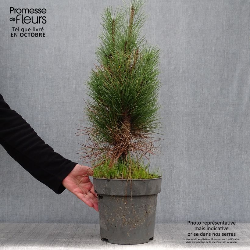 Pinus nigra Green Tower - Pin noir en pot de 7,5/10L sample as delivered in autumn