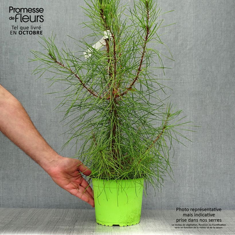 Pinus pinaster - Pin maritime pot de 3L sample as delivered in autumn