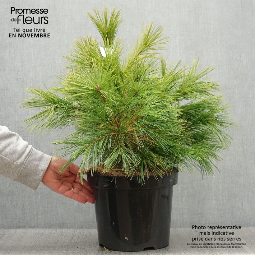 Pinus strobus Minima - Pin de Weymouth en pot de 7,5/10L sample as delivered in autumn