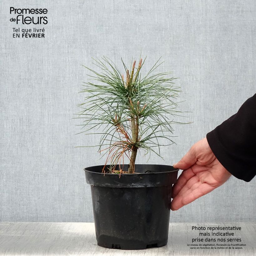 Pinus wallichiana - Pinus griffithii - Pin pleureur de l'Himalaya Pot de 3L/4L sample as delivered in winter