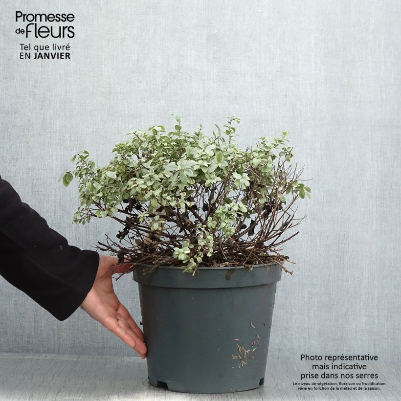 Pittosporum tenuifolium Silver Ball Pot de 7.5L/10L Boule 30/40cm sample as delivered in winter