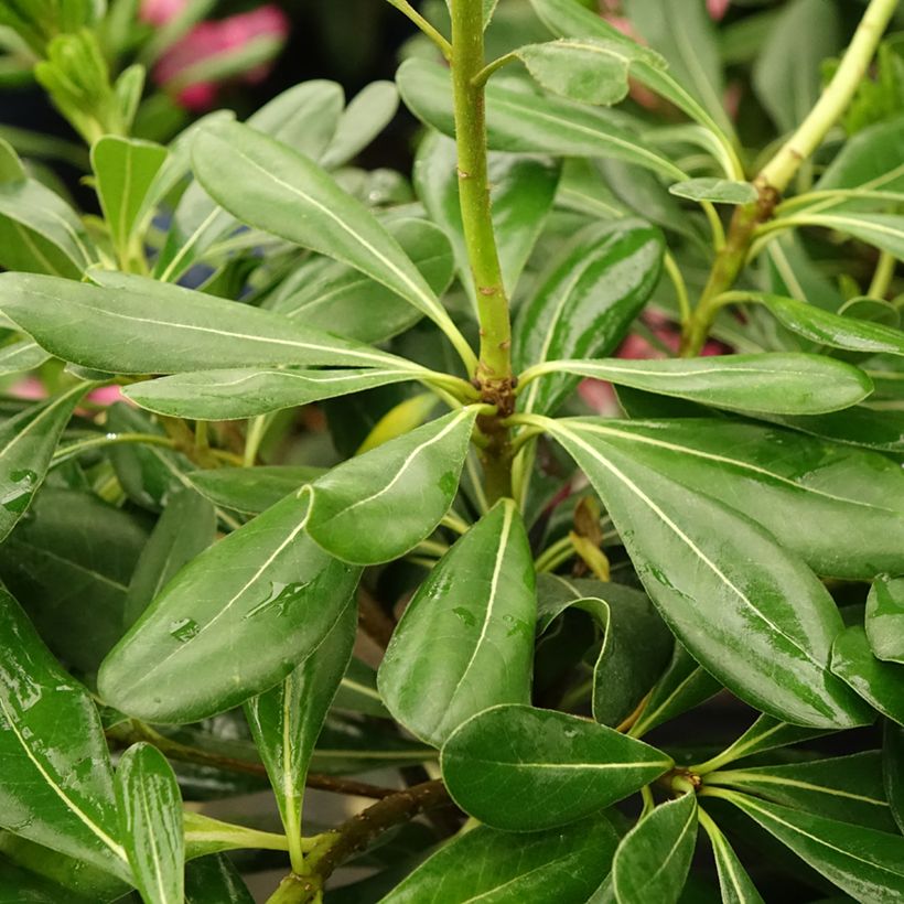 Pittosporum tobira - Japanese Pittosporum (Foliage)