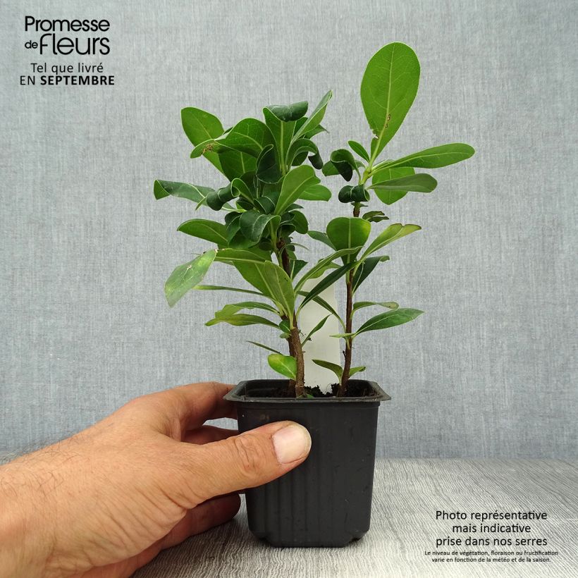 Pittosporum tobira en godet de 9cm - Pittospore du Japon sample as delivered in autumn