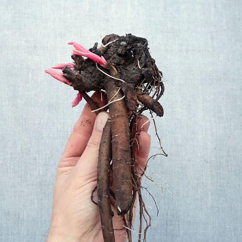 Paeonia humilis  Bare root sample as delivered in winter