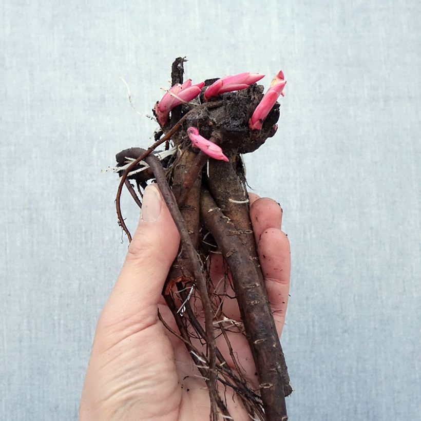 Paeonia lobata Sunshine Bare root sample as delivered in winter