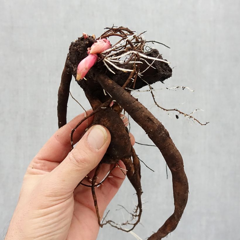 Paeonia Itoh Hillary Bare root 3-5 eyes sample as delivered in winter