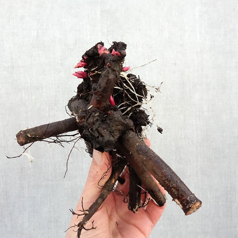 Paeonia x lactiflora Albert Crousse Bare root 3-5 eyes sample as delivered in winter