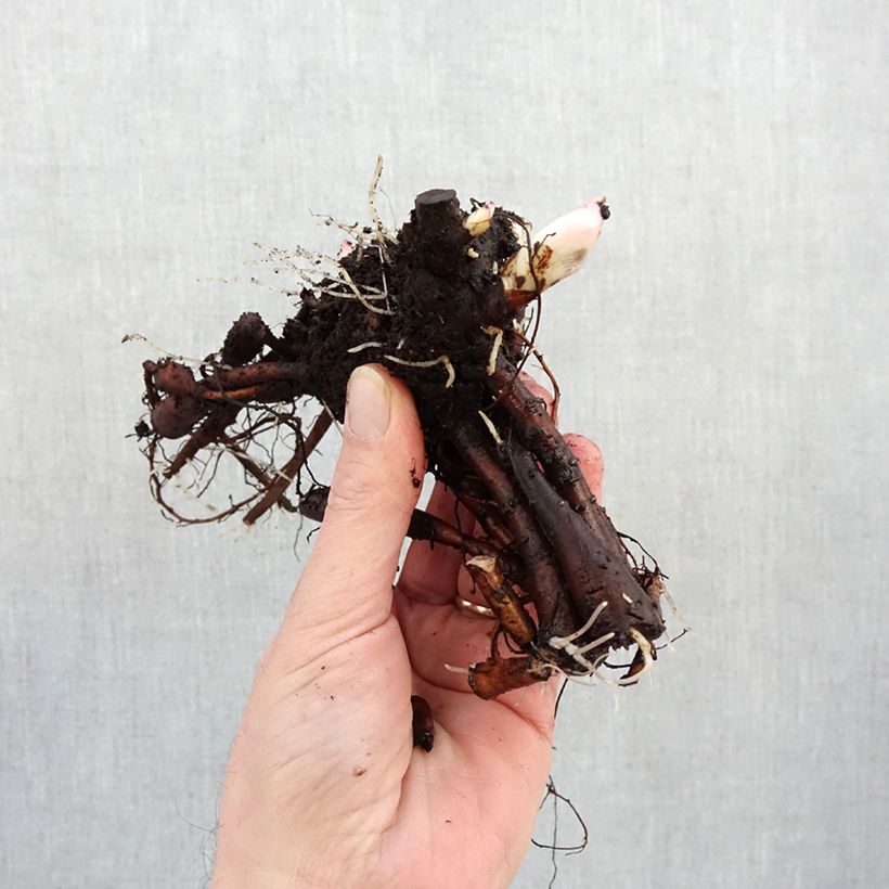 Paeonia lactiflora Cytherea Bare root 3-5 eyes sample as delivered in winter