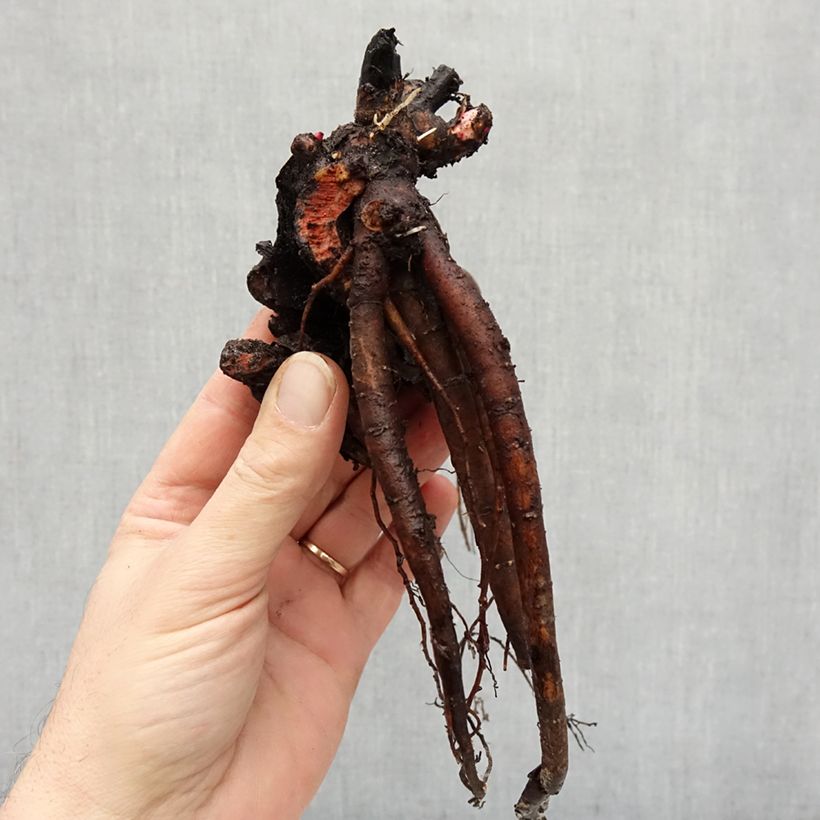 Paeonia x lactiflora Dynasty - Chinese Peony Bare root 3-5 eyes sample as delivered in winter