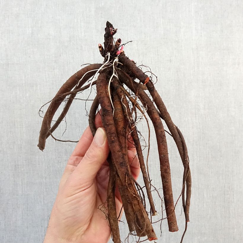 Paeonia x lactiflora Fringed Ivory - Chinese Peony Bare root 3-5 eyes sample as delivered in winter