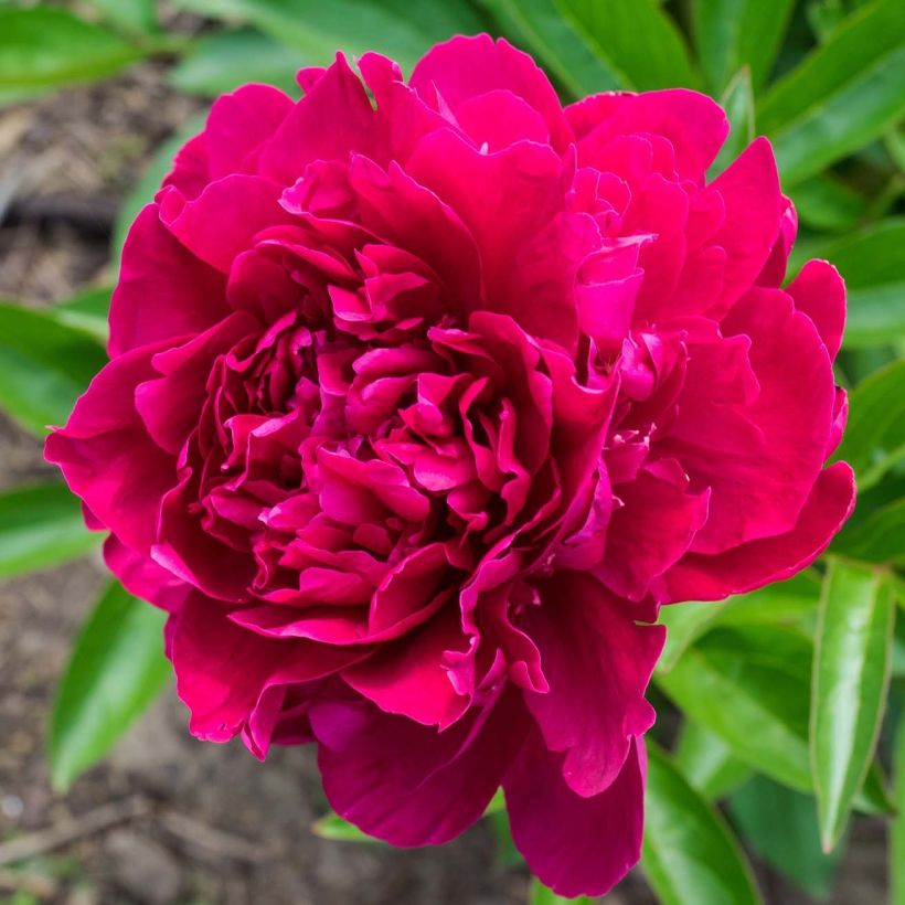 Paeonia lactiflora Louis van Houtte (Flowering)