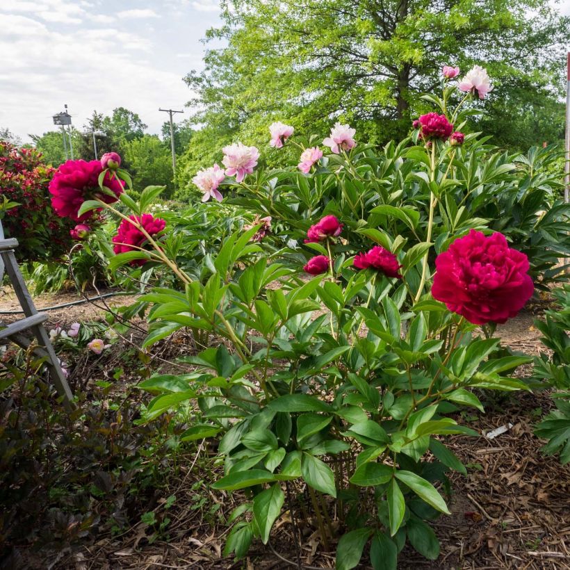 Paeonia lactiflora Louis van Houtte (Plant habit)