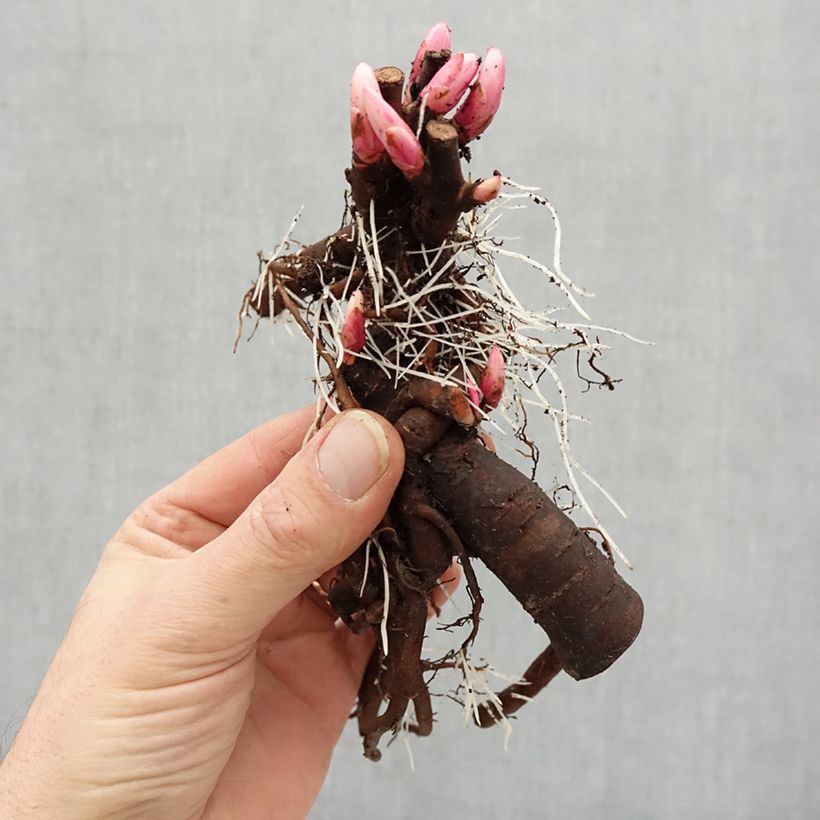 Paeonia x lactiflora Mrs JV Edlund - Chinese Peony Bare root 3-5 eyes sample as delivered in winter