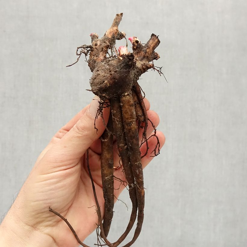 Paeonia lactiflora Reine Hortense (= President Taft) Bare root 3-5 eyes sample as delivered in winter