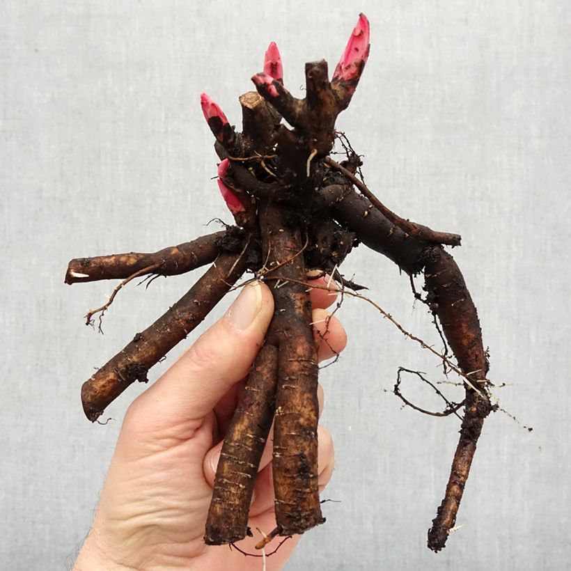 Paeonia x lactiflora Think pink - Chinese Peony Bare root 3-5 eyes sample as delivered in winter