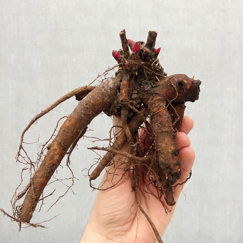 Paeonia lactiflora Victoire de la Marne Bare root 3-5 eyes sample as delivered in winter