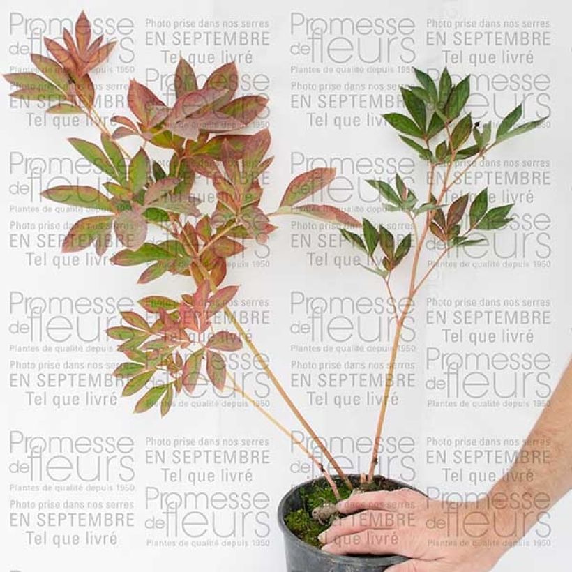 Example of Paeonia lactiflora Sorbet Bare root 3-5 eyes specimen as delivered