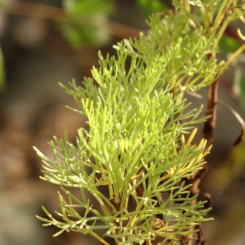 Cola Plant - Artemisia abrotanum var. maritima (Foliage)